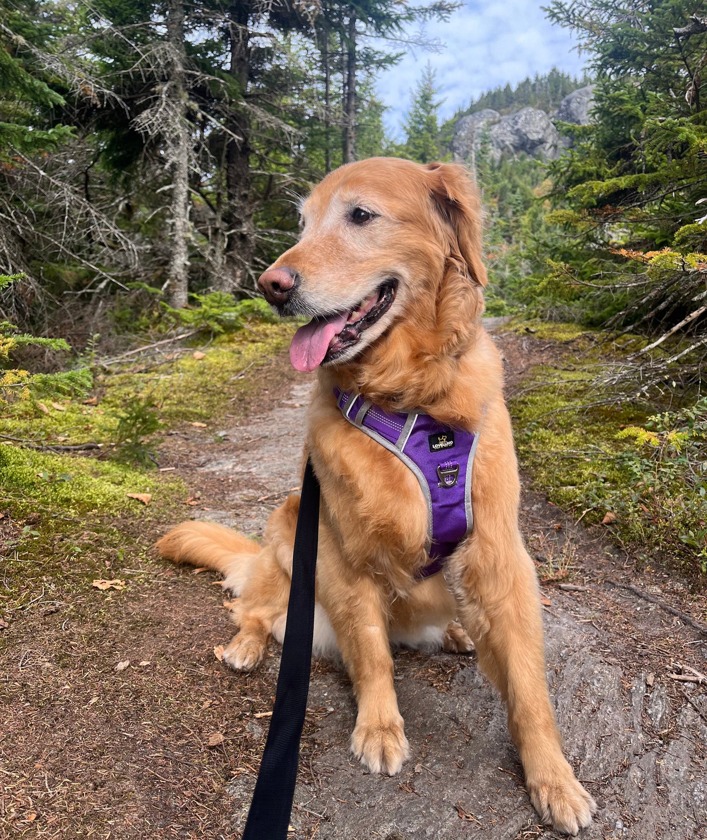Sendero Harness
