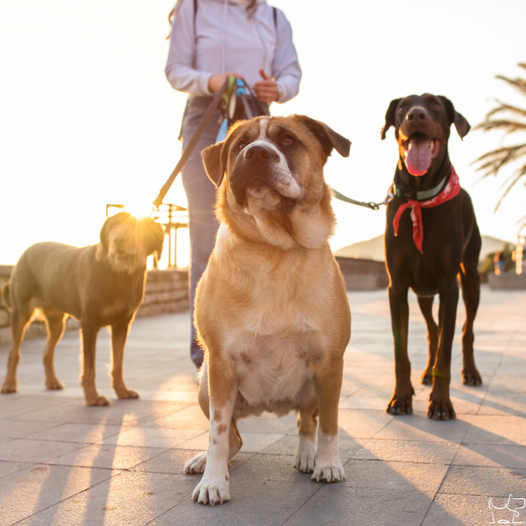 A variety of quality and stylish dog leashes