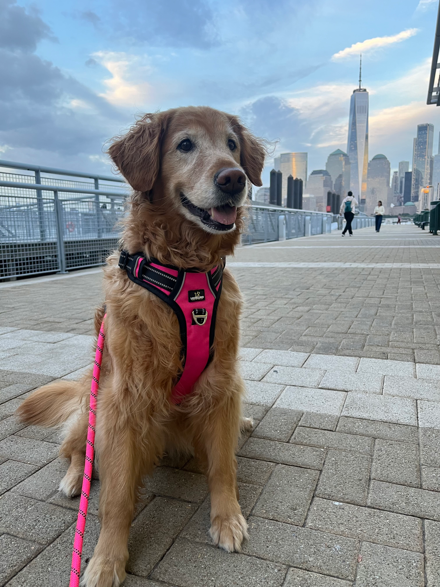 Lovellino Dog Harness Collection – No-pull, reflective, and easy on/off designs for comfortable and secure walks. Available in various sizes and colors for all dog breeds.