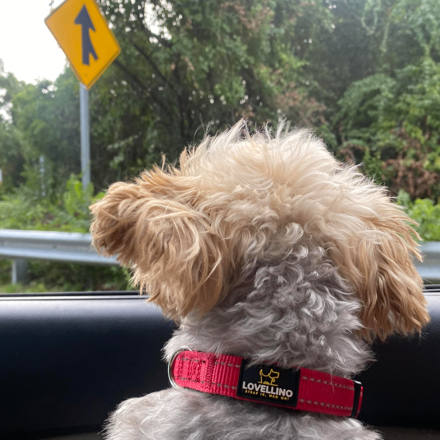 Lovellino Dog Collar Collection – Durable, adjustable, and reflective collars designed for comfort and safety. Available in multiple sizes and colors to suit all dog breeds.
