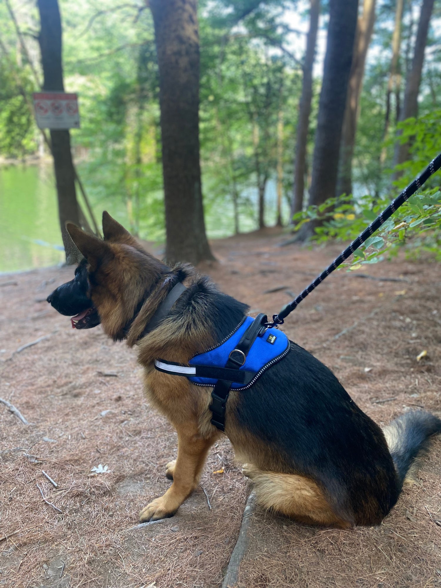 A variety of quality and stylish dog leashes