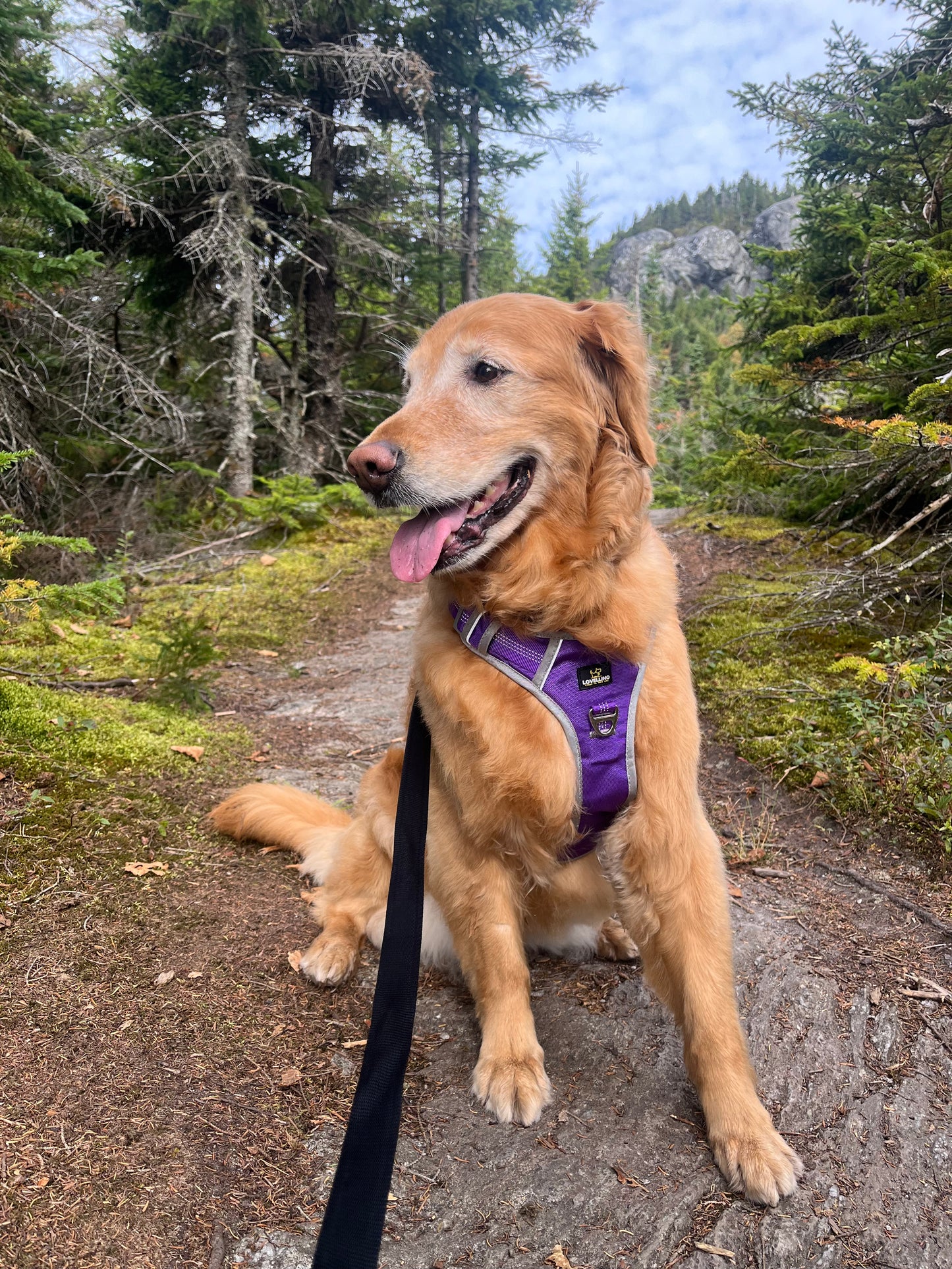 Lovellino Paw-Fect No Pull Dog Harness, Sturdy, Light Weight and Reflective *** Free Shipping***