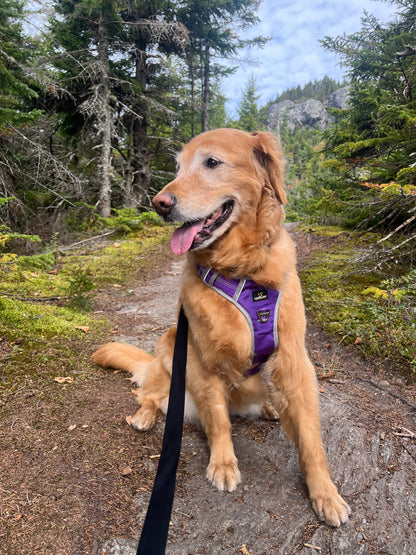 Lovellino Paw-Fect No Pull Dog Harness, Sturdy, Light Weight and Reflective *** Free Shipping***