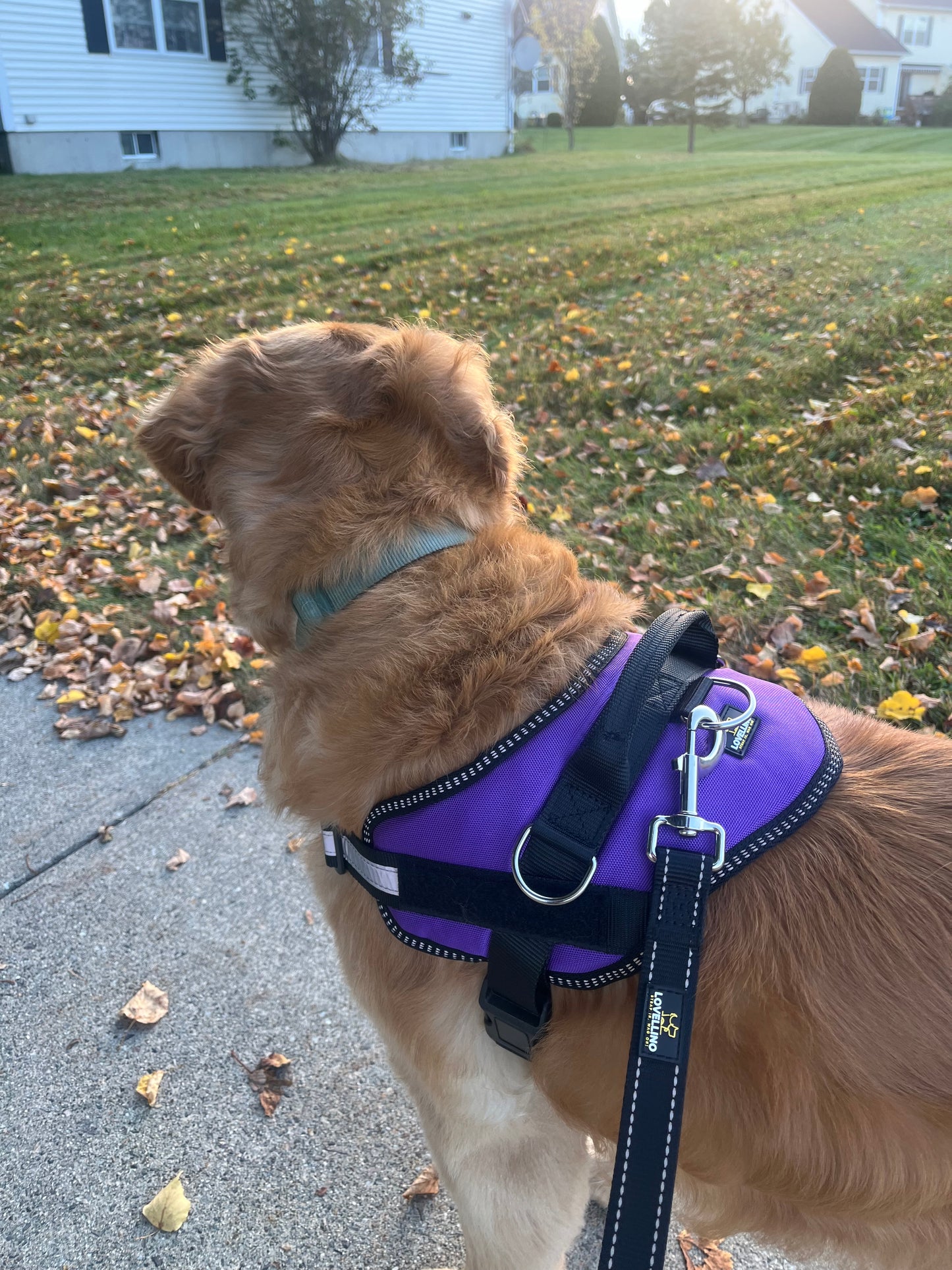 Stress Free - Quick Fit (3 Secs On/Off) Dog Harness with Handle      *** FREE SHIPPING ***