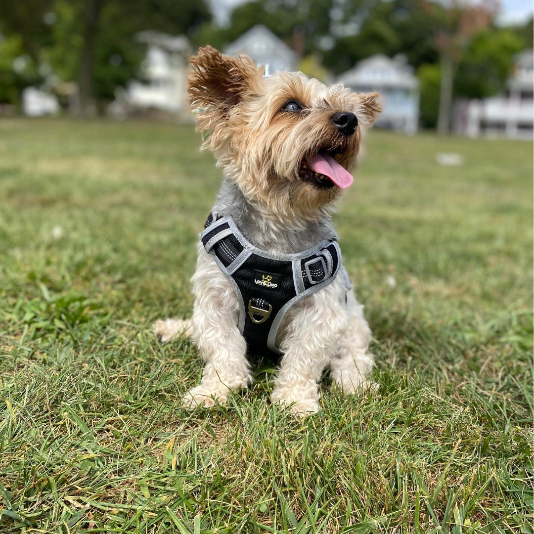 Lovellino Paw-Fect No Pull Dog Harness, Sturdy, Light Weight and Reflective *** Free Shipping***
