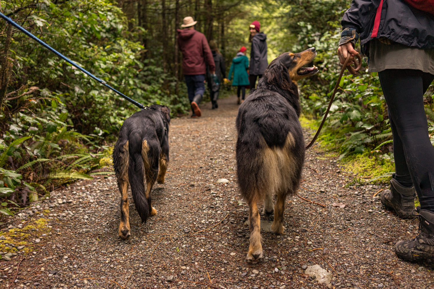 Two happy dogs walking in the woods with their owners, enjoying an outdoor adventure